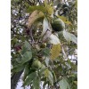 Shagbark Hickory Nuts Carya Ovata Picked 2024 10 SEEDS Free