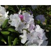 Live Plant from Green Promise Farms - Rhododendron cat. Cunninghams