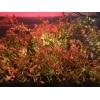 50 Plant Stems Pack - Live Aquatic Freshwater Plants -