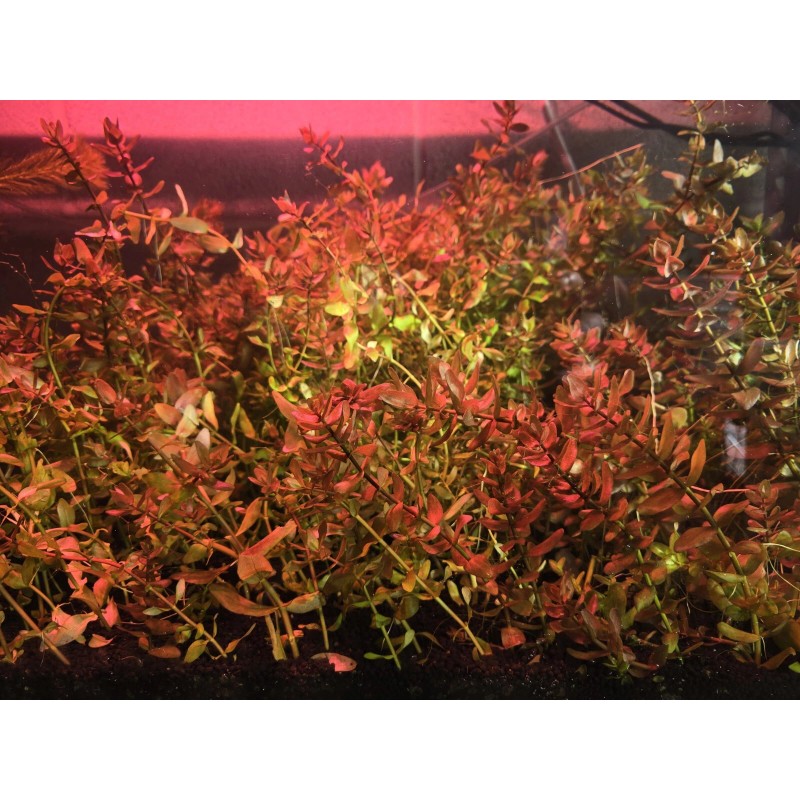 50 Plant Stems Pack - Live Aquatic Freshwater Plants -