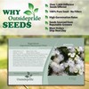 Outsidepride 5000 Seeds Annual Ageratum White Flower Seeds for Planting