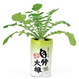 Seishin Pottery GD-391 Own Radish