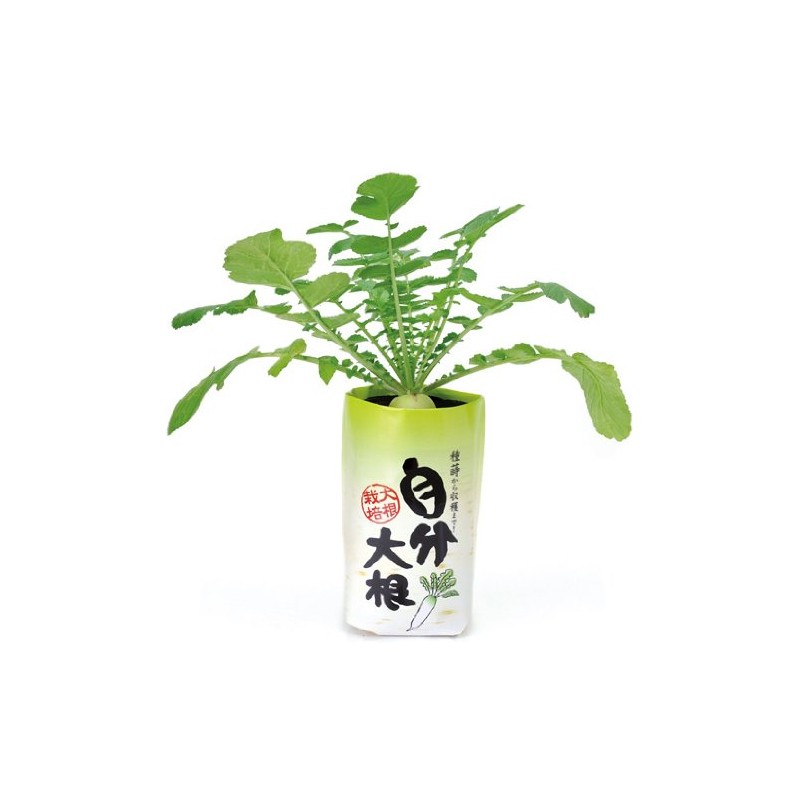 Seishin Pottery GD-391 Own Radish