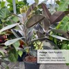 Ficus Burgundy Rubber Tree, Bush Form Live Tropical Plant (7GAL