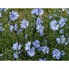 Chicory Wildflower Seeds, 5 Lbs