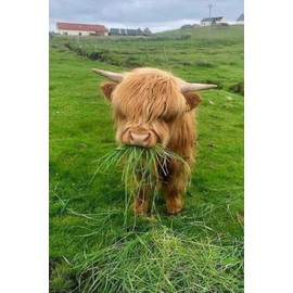 Cute Cow Print Journal 6" x 9": Lined Notebook