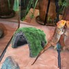 Mipcase Tortoise Hiding from House Reptile Rock Cave Axolotl Tank