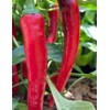 30 Semillas Chile Cayenne Pimienta Roja Nuevas Autenticas
