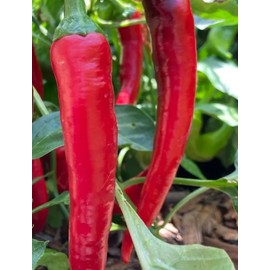 30 Semillas Chile Cayenne Pimienta Roja Nuevas Autenticas