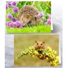 12 x British Wildlife Folding Greeting Cards with Envelopes. Blank
