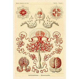 Haeckel Nature Illustrations: Anthomedusae by Ernst Haeckel -