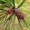 MySeeds.Co Pinus echinata (Shortleaf Pine) Tree Seeds, Graceful Display, Distinctive