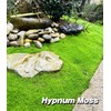 Fresh Live Moss Variety Pack - Ideal for DIY Terrariums,