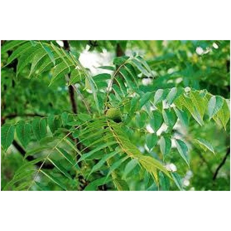 Nature's Potions Ltd WALNUT TREE BLACK SEEDS, (3) Seeds, Juglans