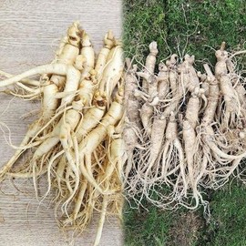 Domestic 4-5 year old ginseng, unwashed ginseng, 750g / 국내산 4-5년근 인삼 콩난발인삼 비세척 750g