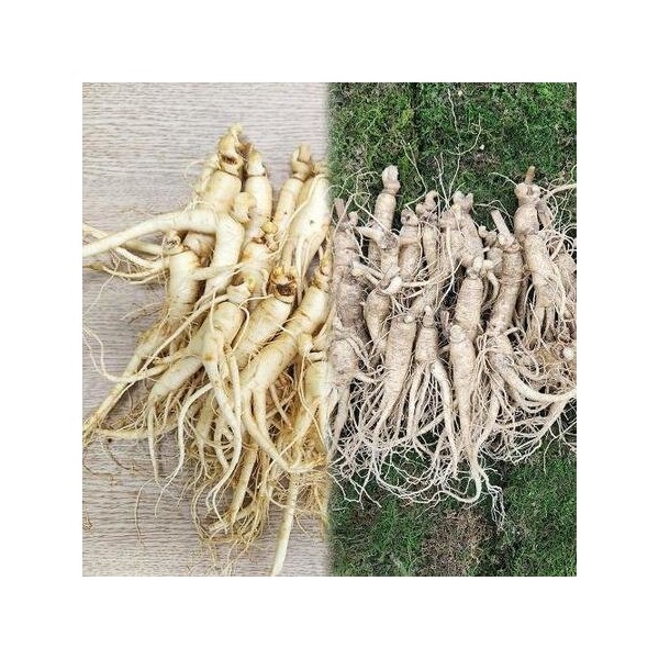 Domestic 4-5 year old ginseng, unwashed ginseng, 750g / 국내산