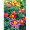 200 Pcs Mixed Marigold Seeds Flower to Plant Bonsai Home