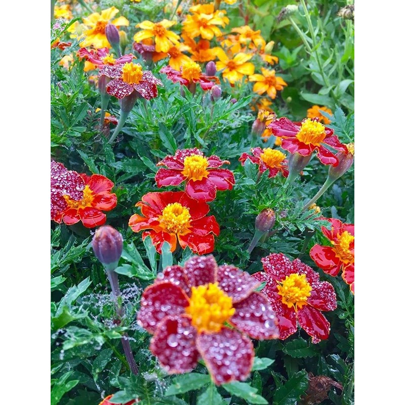 200 Pcs Mixed Marigold Seeds Flower to Plant Bonsai Home