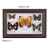 Butterfly Specimen Craft Frame, Real Framed Butterfly, Butterfly Specimen Display