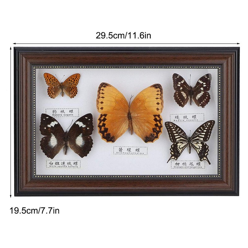 Butterfly Specimen Craft Frame, Real Framed Butterfly, Butterfly Specimen Display