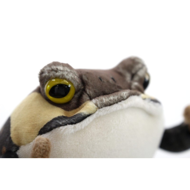 takeoff magnetic American frog