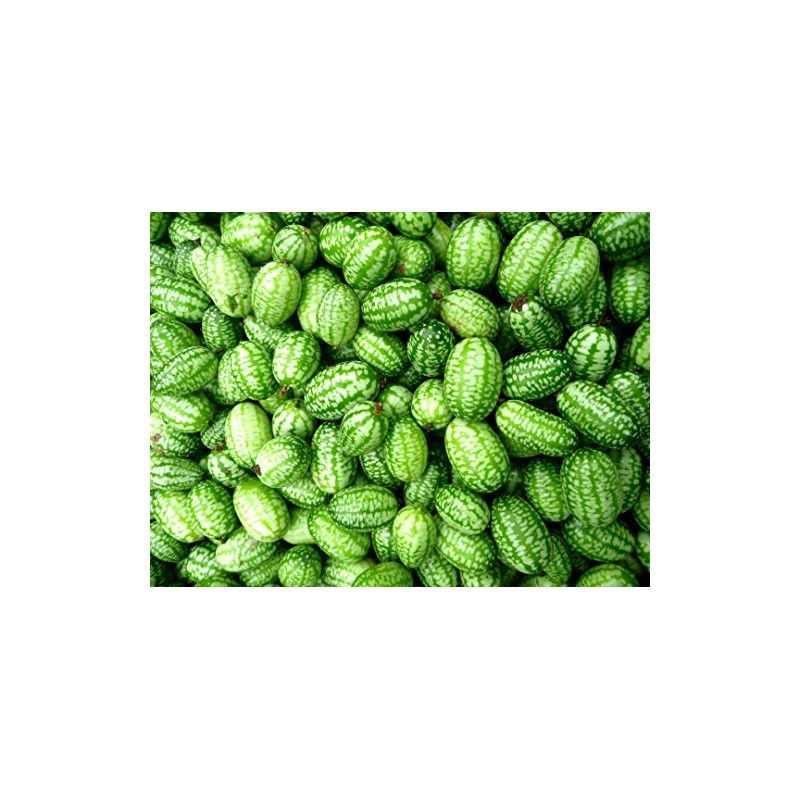 Mexican Miniature Watermelon 15 Seeds -Melothria scabra