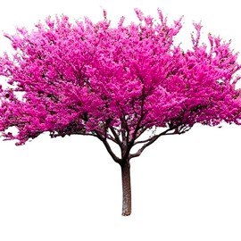 Eastern Redbud Tree Live Plant – Stunning Purple-Pink Spring Blooms | Hardy Ornamental Tree for Landscaping, Borders & Garden Accents (1 Gallon/Potted/Single Plant)