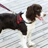 Dog Harness Mesh Breathable Comfortable Pet Vest No Pull Adjustable