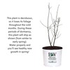 2 Gallon Proven Winners Center Stage Pink Crape Myrtle