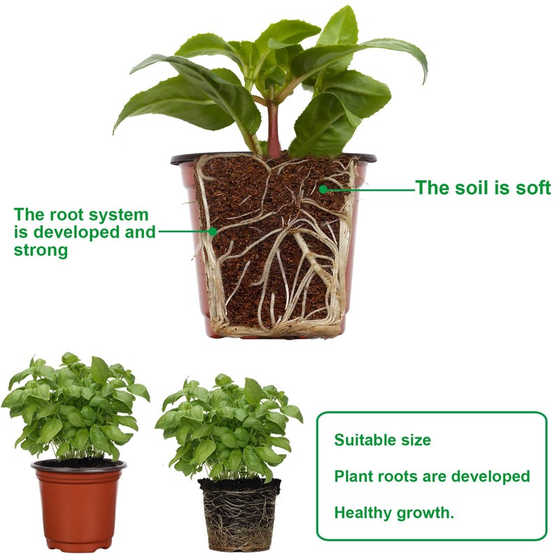Augshy Augshy 40 Pcs 6" Plastic Plant Nursery Seed Starting