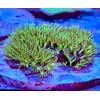 coralSLover Live Saltwater Coral Frag - Green Star Polyps