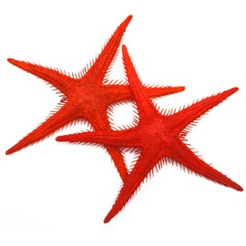 2 Red Starfish Dummy Plastic Decoration for Shop Window, Restaurant or Prop