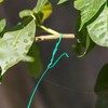 JDYYICZ 328 Feet (100m) Green Multi-Function Sturdy Garden Plant Twist
