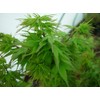 Sekka Yatsubusa Japanese Maple 2 - Year Plant