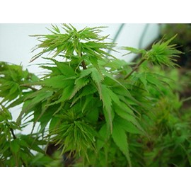 Sekka Yatsubusa Japanese Maple 2 - Year Plant