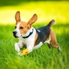 NAUZE 4 Rolls Pet Vet Wrap Pet Vet Bandage Self