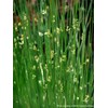 Perennial Farm Marketplace Juncus effusus (Common Soft Rush) Ornamental Grass,