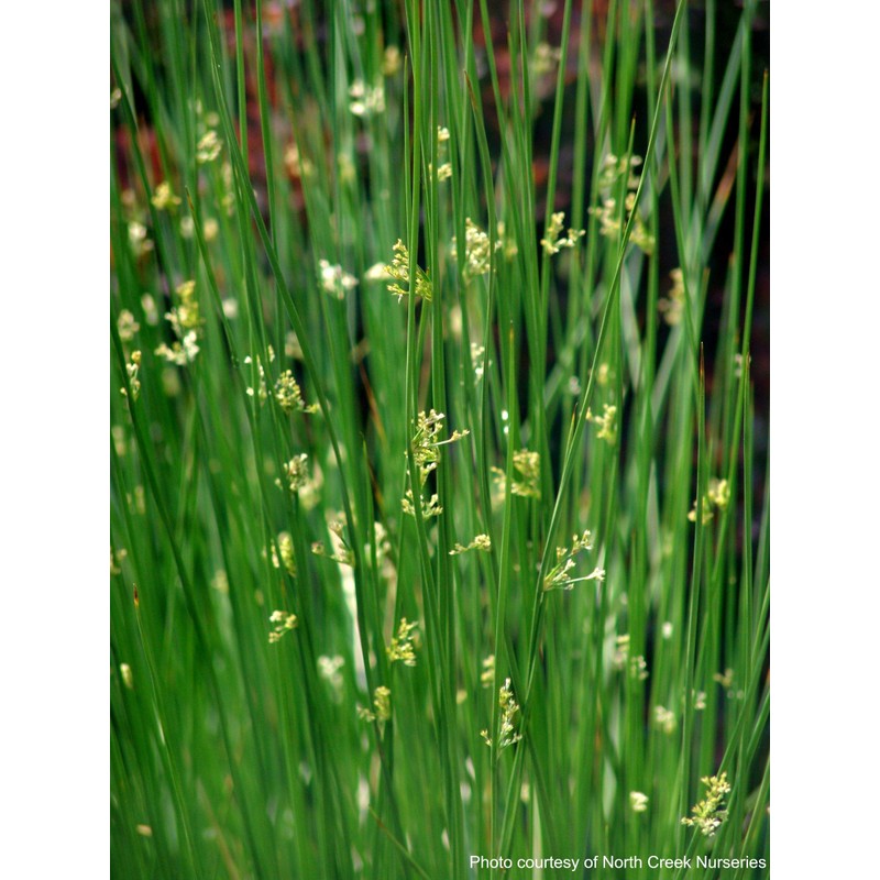 Perennial Farm Marketplace Juncus effusus (Common Soft Rush) Ornamental Grass,