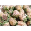 White Soul Alpine Strawberry 30 Seeds - Fragaria