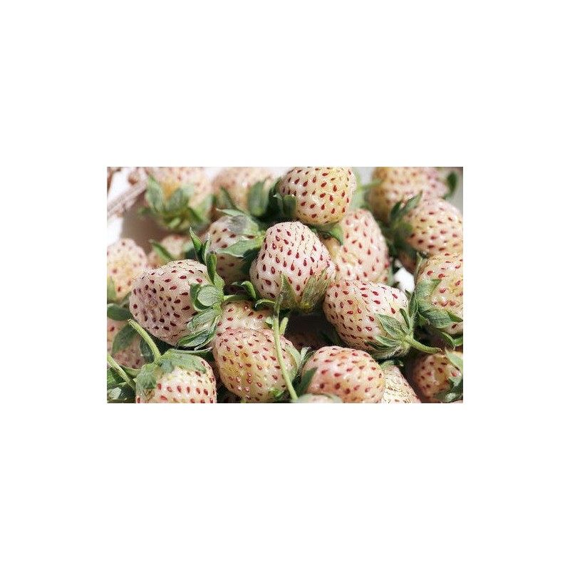 White Soul Alpine Strawberry 30 Seeds - Fragaria
