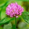 Tri-Clover by Eretz - Three Part Blend of Clovers Providing
