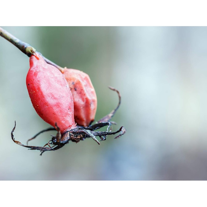 Health Embassy Rosehip Peel (Rosa canina L), 100 g