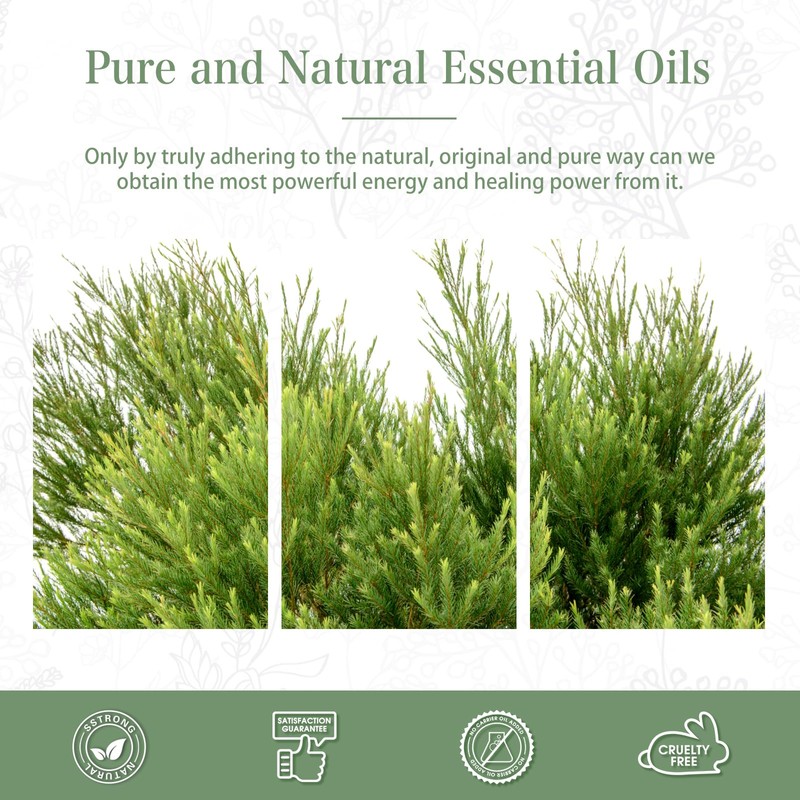 PHATOIL Tea Tree Essential Oil 3.4 fl oz (100 ml)