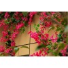 Liven Home & Decor Bugambilia Artificial Flor Rama Decoración Vara