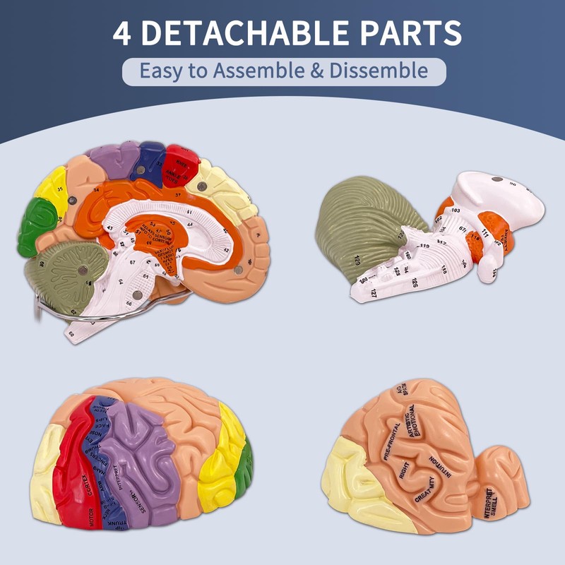 SFXYJ Human Brain Model 2 Times Life Size,Brain Anatomy Model,