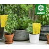 Gideal 50-Pack Dual-Sided Yellow Sticky Traps for Flying Plant Insect