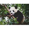 Ravensburger Puzzle 12000351 Panda Bear 500 Pieces Puzzle for Adults