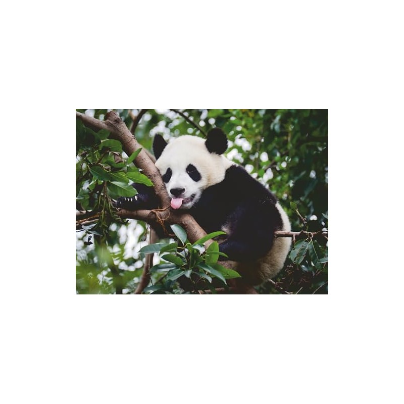 Ravensburger Puzzle 12000351 Panda Bear 500 Pieces Puzzle for Adults