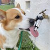 Qinyoung 1 Pack Dog Waterer Faucet, 3/4" Hose Spigot Attachment