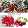 Mix Dwarf Bonsai Fruit Tree Seeds for Planting, 50+ Lemon
